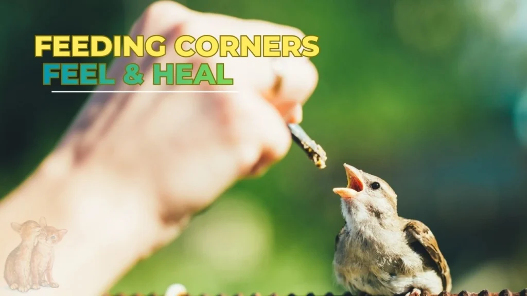 Feeding Corners | Feel & Heal